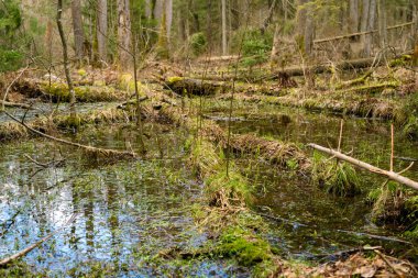 Bialowieza Ormanı 'ndaki bataklık. Ayakta duran bir su kaynağı var. Kesilmiş ağaçların kökleri ile bataklık, baharda eski ormanlar. Doğa arkaplanı.