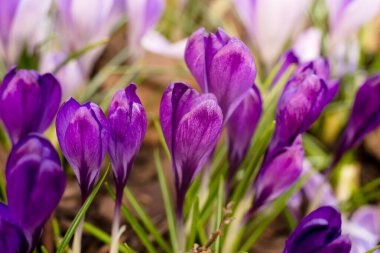Parkta açan mor timsahlar. Crocus heuffelianus gün ışığında. Yaklaş, yumuşak odaklan. Bahar doğası arka planı.