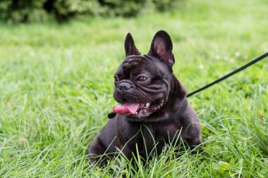 Siyah Fransız Bulldog yazın parkta yürür. Yakın plan. Yeşil çimenli bir arka planda Bulldog