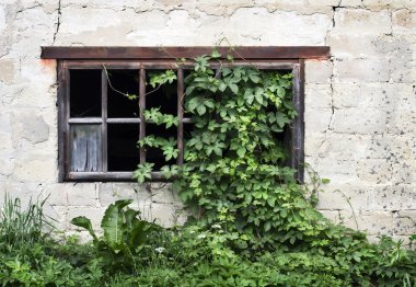 yeşil sarmaşıklı eski ahşap pencere