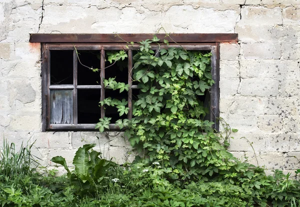 yeşil sarmaşıklı eski ahşap pencere