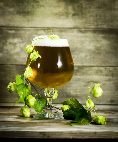Gass kall öl med humle — Stockfoto