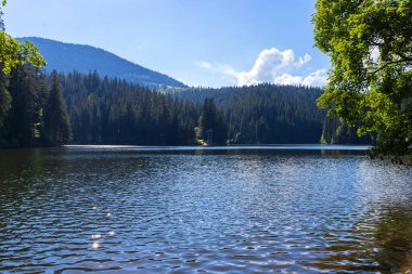 Güzel bir dağ gölü. Synevyr. Ukrayna. Karpatlar 'ın doğal geçmişi