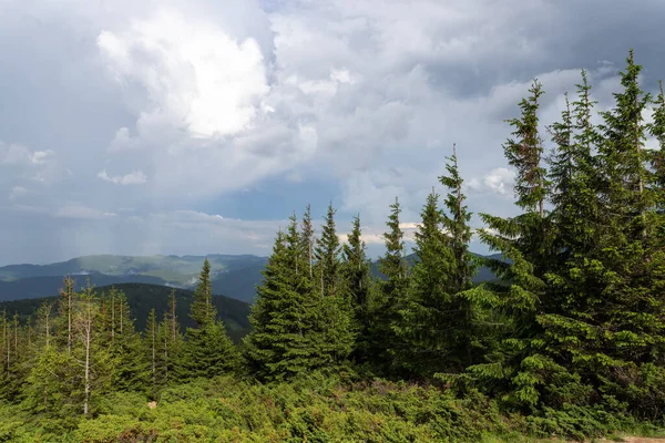Красивый Хвойный Лес Горы Красивые Облака Заднем Плане Природа — стоковое фото