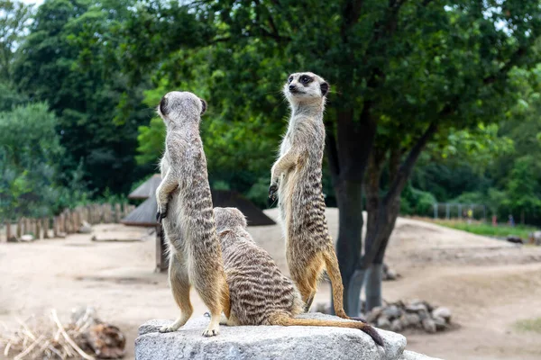 Hermosos Divertidos Suricatas Sientan Una Piedra Animales Naturaleza — Foto de Stock