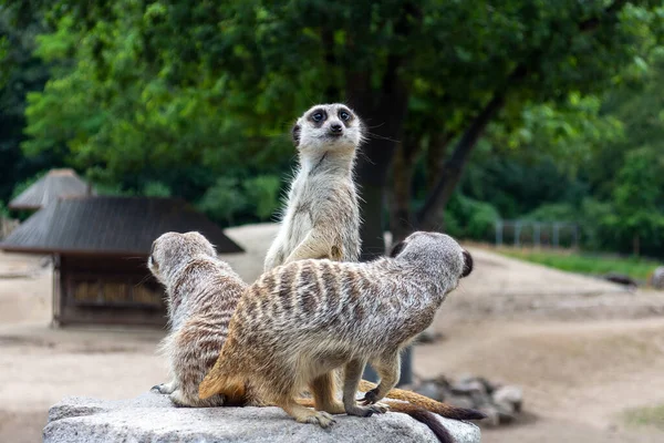 Beaux Suricates Drôles Assoient Sur Une Pierre Des Animaux Nature — Photo