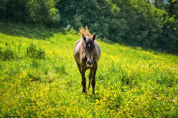 Beau Cheval Broute Sur Herbe Dans Une Clairière Montagne Des — Photo