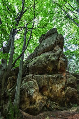 Kozalaklı ormanın üzerindeki güzel kayalar. Bulutlu gökyüzü. Tustan. Ukrayna. Dağlar. Doğa Arkaplanı