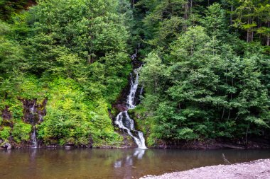 Ormandaki güzel dağ şelalesi. Ukrayna. Karpatlar. Doğa arkaplanı