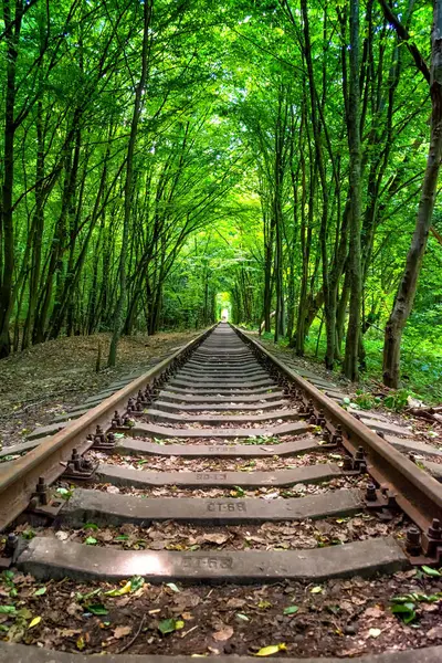 Tunnel Love Created Trees Railroad Ukraine Rovenskaya Region Sights — Stock Photo, Image