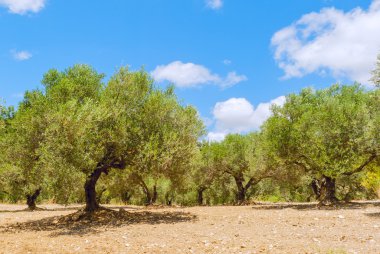Zeytin ağacı alanlar kırmızı toprak ile