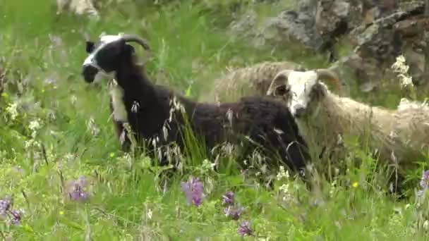 Las ovejas pastan en la naturaleza — Vídeos de Stock