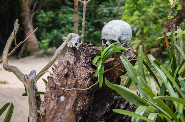 skull on tree stump cadlao island el-nido palawan