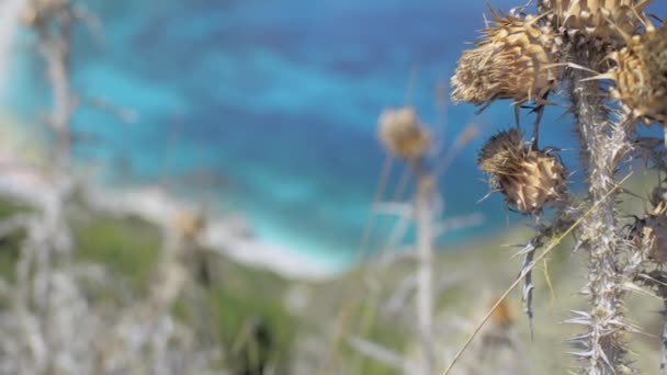 Focando do espinho selvagem seco ao mar na praia de Petani Kefalonia Greece — Vídeo de Stock