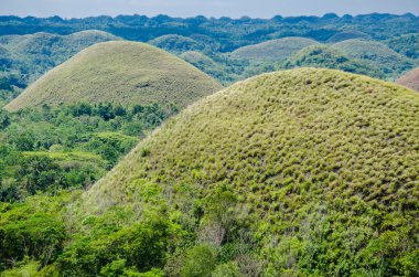Çikolata Hills, yaz, Bohol Adası, Filipinler