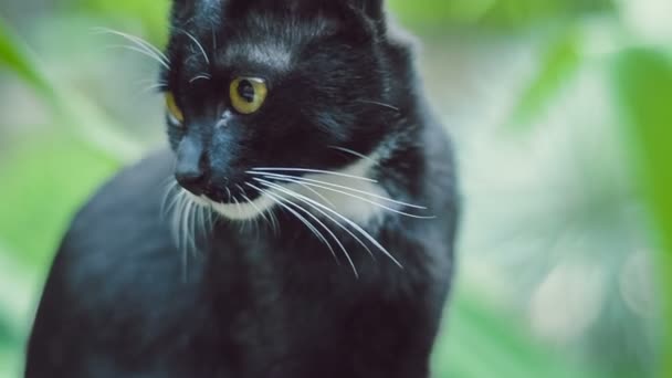 Svart intelegent katt låser intresserade runt själv — Stockvideo