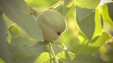 Ceviz ağacında asılı güneş alevlerinde