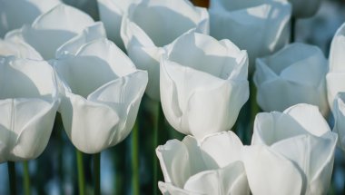 Bazı Beyaz Laleler, yakın çekim, lale başkanları