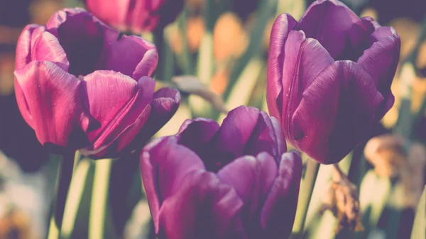 Много ярких фиолетовых тюльпанов, весной, на открытом воздухе — стоковое фото