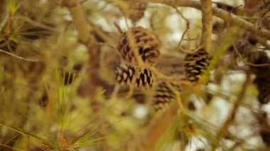 Çam cunes. Çam kozalakları. Yunanistan'da yaz saati. Girdap bokeh 