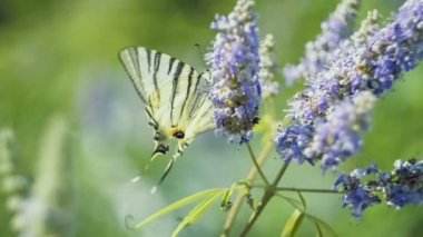 Güzel swallowtail, nektar emme Papilio machaon kelebek