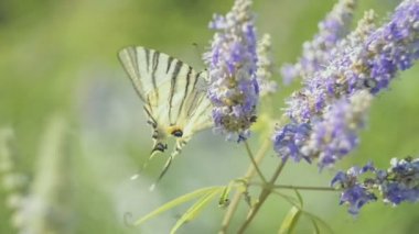 Güzel swallowtail, nektar emme Papilio machaon kelebek