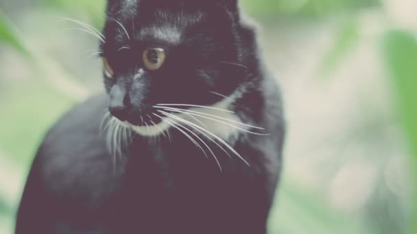 Siyah intelegent kedi baktılar kendini etrafında kilitleme — Stok video