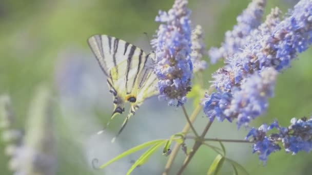 Hermosa cola de golondrina, Papilio machaon mariposa chupando néctar — Vídeos de Stock