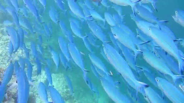 School of fusilier fish, swimming over reef - maldives — Stockvideo