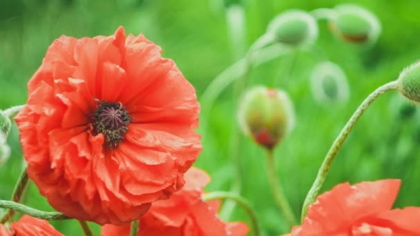Gran flor decorativa de amapola roja en el día de primavera, de cerca, 4K 3840 x 2160 UHD — Vídeo de stock
