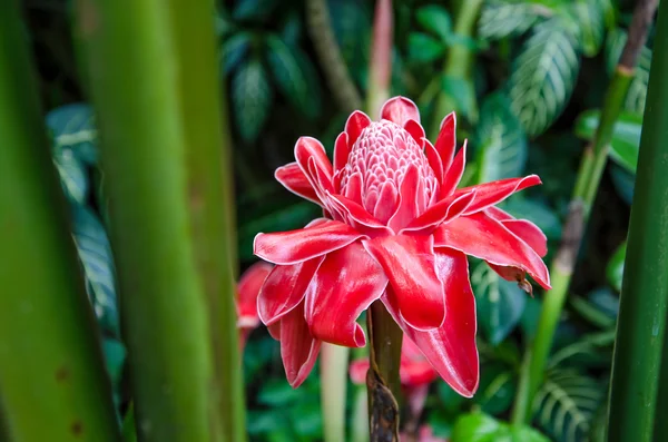 Lokalny kwiat czerwona pochodnia imbir, między zieloną halms, bohol, Filipiny — Zdjęcie stockowe