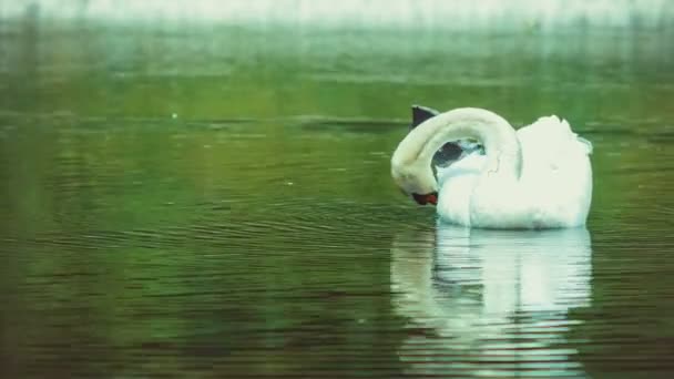 Enda vit svan rensar sin fjäder, fjäderdräkt, mörka vatten av sjön eftertanke — Stockvideo
