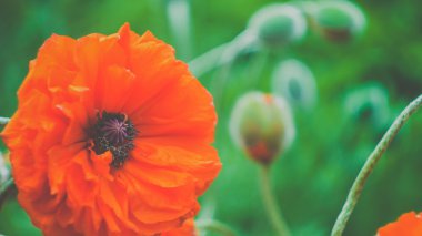 Sabah ışık, derin yeşil arka plan güzel doğal Sarı Gül