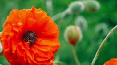 Çok yakın büyük dekoratif kırmızı haşhaş çiçeği bahar günü, 4k 3840 x 2160 Uhd