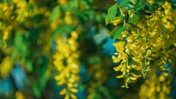 Gula akacia blomma gren, vind flyttar hängande blommor, under kväll solljus — Stockvideo