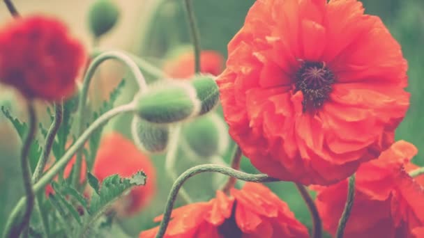 装饰的红色罂粟花在春季的一天，关闭一些绿色的 halms，与 4 k 3840 × 2160 到 — 图库视频影像