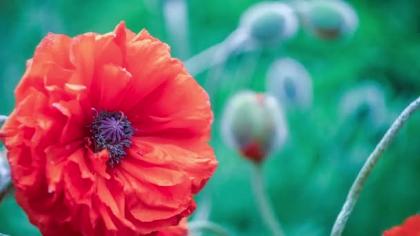 非常接近大红色装饰罂粟的花，在春季的一天，4 k 3840 × 2160 到 — 图库视频影像