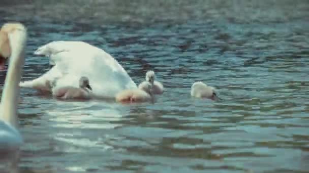 Två vita patent svan simmar och mata barn, speglar viftat vatten i sjön runt — Stockvideo