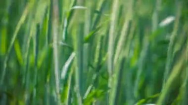 Yeşil çimen, rüzgarın hareket. Bulanık arka plan Dof, portre. 4 k 3840 x 2160 ultra yüksek tanım ayak