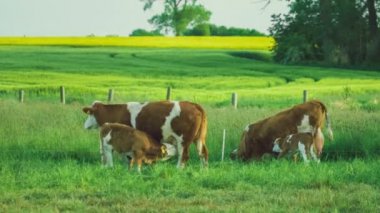 İki güzel kahverengi buzağı trinking inek sütü, sarı tecavüz alanlarda Ağaç arka plan üzerinde