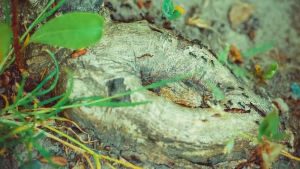 Hormigas del ejército arrastrándose a lo largo del árbol bonito tronco redondo, raíz . — Vídeos de Stock