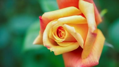 Çok güzel bir sabah ışık, derin yeşil renkli, el üzerinde güzel doğal Sarı Gül