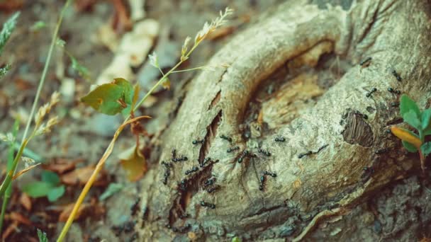 Semut tentara merangkak di sepanjang pohon bagus bulat rintihan, akar . — Stok Video