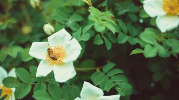 Ape che raccoglie polline su un fiore di dogrose bianco la mattina — Video Stock