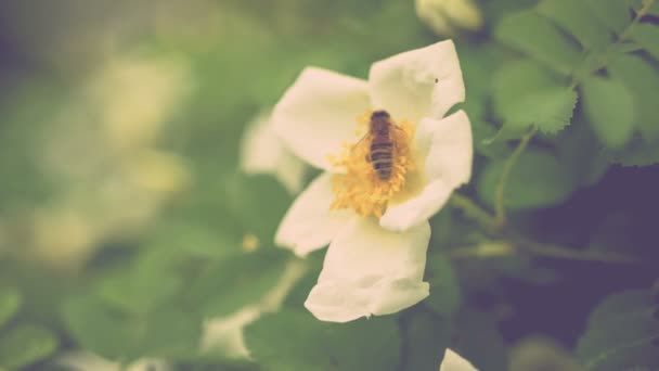 Biene sammelt Pollen auf einer weißen Heckenrose Blüte am Morgen, flache Optik — Stockvideo