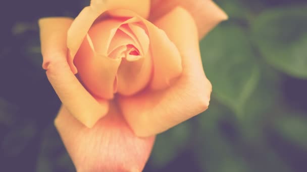 Mooie natuurlijke gele roos op mooie ochtend licht, op de achtergrond van het diepgroene, vinatge blik, handheld — Stockvideo
