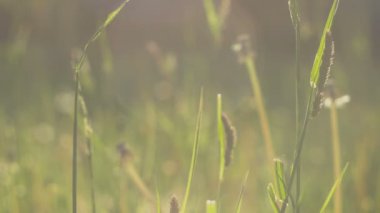 akşam, 4 k 3840 x 2160 ultra yüksek çözünürlüklü görüntüleri, sıcak renk yeşil arka plan bulanık, güneş ışığı, işaret fişekleri, hafif rüzgarda hareket çim payet kapatın