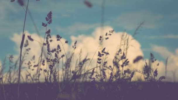 Grass straws close up with clouds on background. Germany. 4K 3840 x 2160 ultra high definition footage — Stock Video