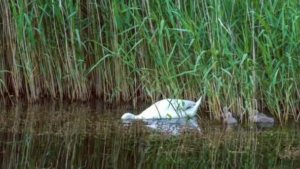Weißer Schwan schwimmt und füttert Kinder im Schilf im dunklen Seewasser, 4k 3840 x 2160 Ultra-High-Definition-Filmmaterial — Stockvideo
