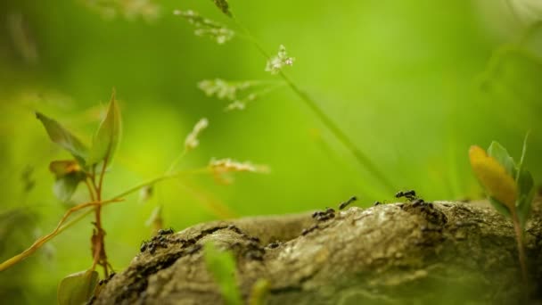 Army ants crawling along nice tree stub, root, low perspective, beautiful blurred green background. Некоторые растения на стороне — стоковое видео